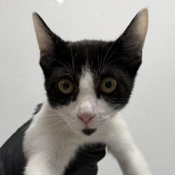 Shelter Stray Female Cat last seen Near 70th Street, La Mesa, CA, 91942, 5500 Gaines St, San Diego, CA 92110, USA