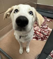 Shelter Stray Female Dog last seen Near Levant Street, San Diego, CA, 92111, 5500 Gaines St, San Diego, CA 92110, USA
