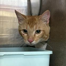 Shelter Stray Male Cat last seen Near N 1/2 Canyon Road, SALT LAKE CITY, UT, 84103, 511 W 3900 S, Salt Lake City, UT 84123, USA