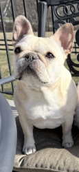 Reunited Female Dog last seen Huch Road - Mars PA, Mars, PA 16046