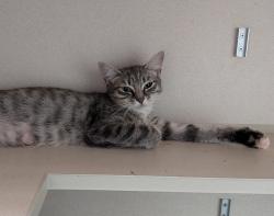 Shelter Stray Female Cat last seen Near W 152nd Street, NEW YORK, NY, 10031, 326 E 110th St, New York, NY 10029, USA