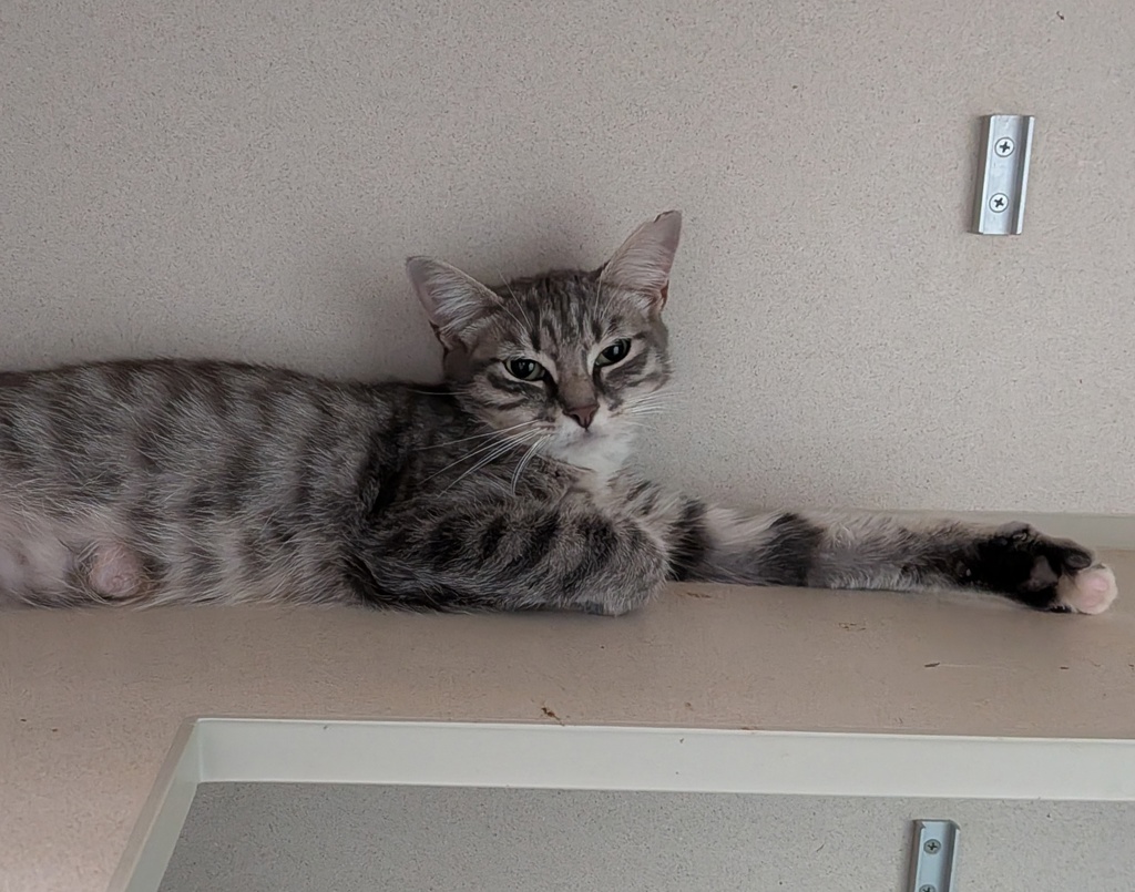 Shelter Stray Female Cat last seen Near W 152nd Street, NEW YORK, NY, 10031, 326 E 110th St, New York, NY 10029, USA