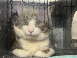 Shelter Stray Male Cat last seen Apt 3,31 Mount Hope Place, BRONX, NY, 10453, 326 E 110th St, New York, NY 10029, USA