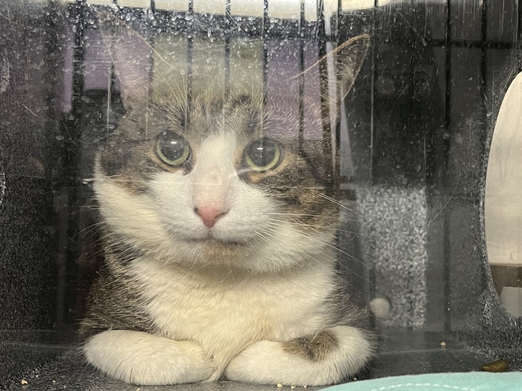 Shelter Stray Male Cat last seen Apt 3,31 Mount Hope Place, BRONX, NY, 10453, 326 E 110th St, New York, NY 10029, USA