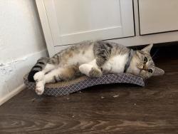 Lost Female Cat last seen Last seen near my hse next to the planet fitness, Dallas, TX 75208