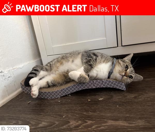 Lost Female Cat last seen Last seen near my hse next to the planet fitness, Dallas, TX 75208