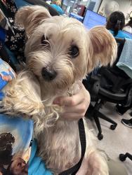 Shelter Stray Female Dog last seen Near Madison Street, NEW YORK, NY, 10002, 326 E 110th St, New York, NY 10029, USA