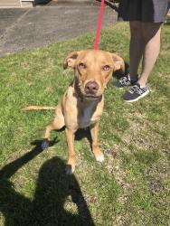 Reunited Female Dog last seen Se blairmont and briarwood, Vancouver, WA 98683
