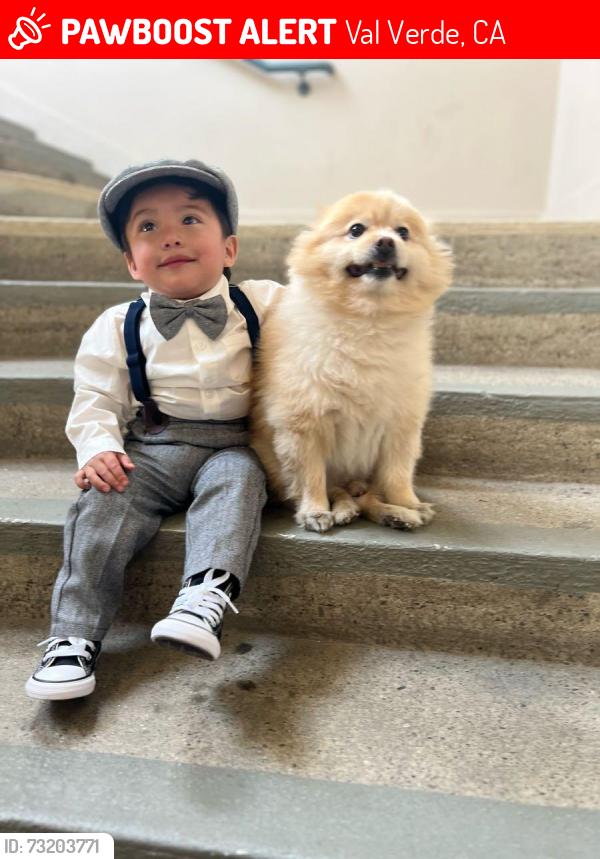 Lost Male Dog last seen Driver ave & Lincoln, Val Verde, CA 91384