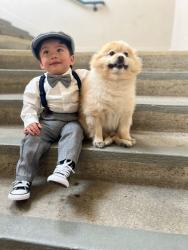 Lost Male Dog last seen Driver ave & Lincoln, Val Verde, CA 91384