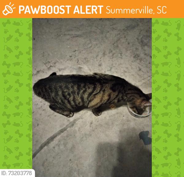 Found/Stray Unknown Cat last seen spring highlands drive, Summerville, SC 29486