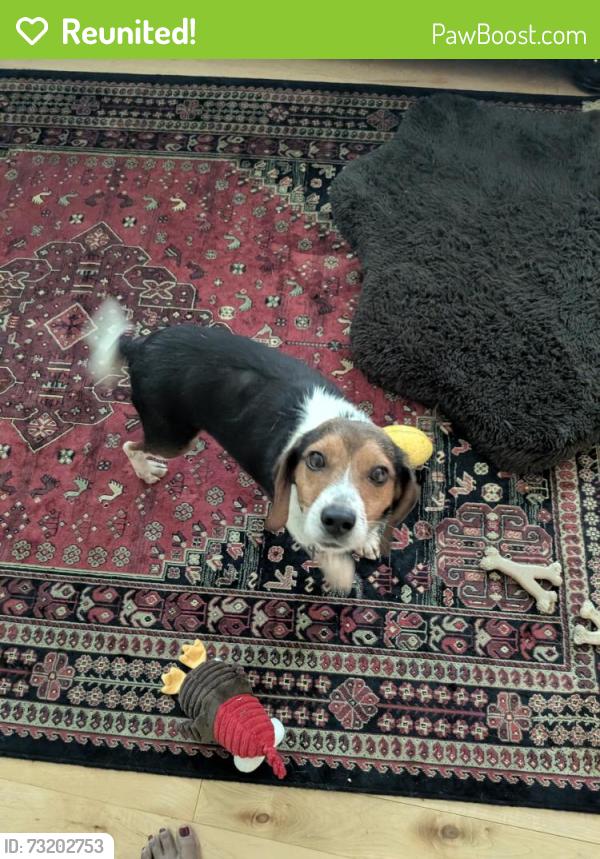 Reunited Male Dog last seen Old Gunn & Hinshaw, Chesterfield County, VA 23113