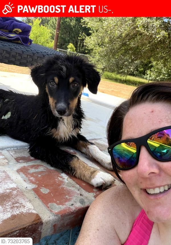 Lost Male Dog last seen Hwy 71 dry prong, US-71,  64118