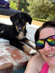 Lost Male Dog last seen Hwy 71 dry prong, US-71,  64118