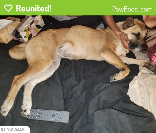 Reunited Female Dog last seen Home, Ocala, FL 34472