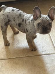 Lost Female Dog last seen Grand lakes phase three, Katy, TX 77450