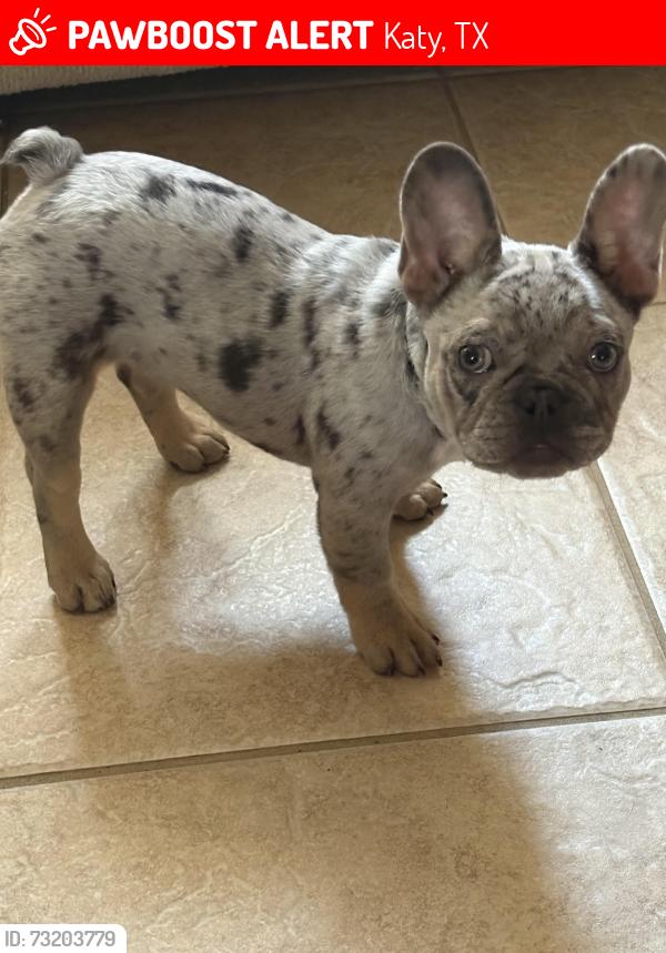 Lost Female Dog last seen Grand lakes phase three, Katy, TX 77450