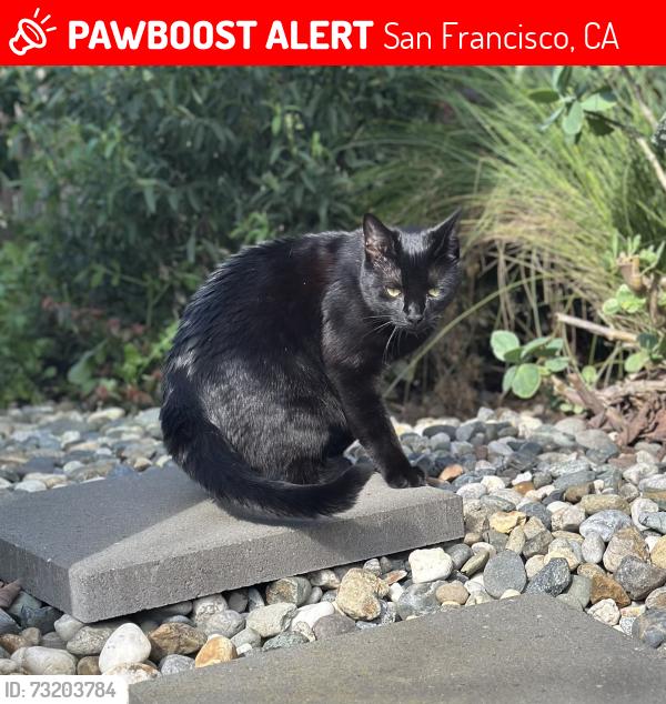 Lost Female Cat last seen Exeter St and Paul Ave, San Francisco, San Francisco, CA 94124
