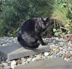 Lost Female Cat last seen Exeter St and Paul Ave, San Francisco, San Francisco, CA 94124