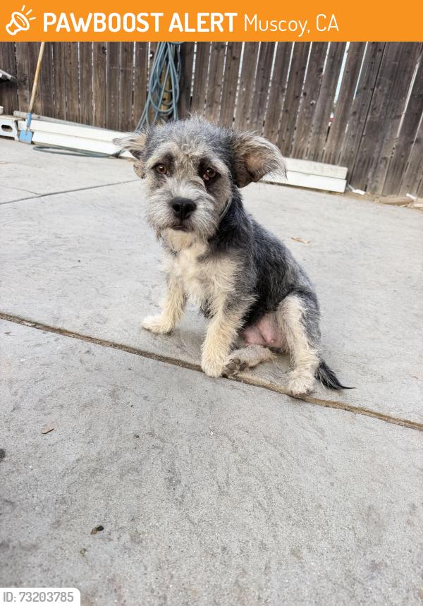 Found/Stray Female Dog last seen Muscoy, Muscoy, CA 92407