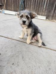 Found/Stray Female Dog last seen Muscoy, Muscoy, CA 92407