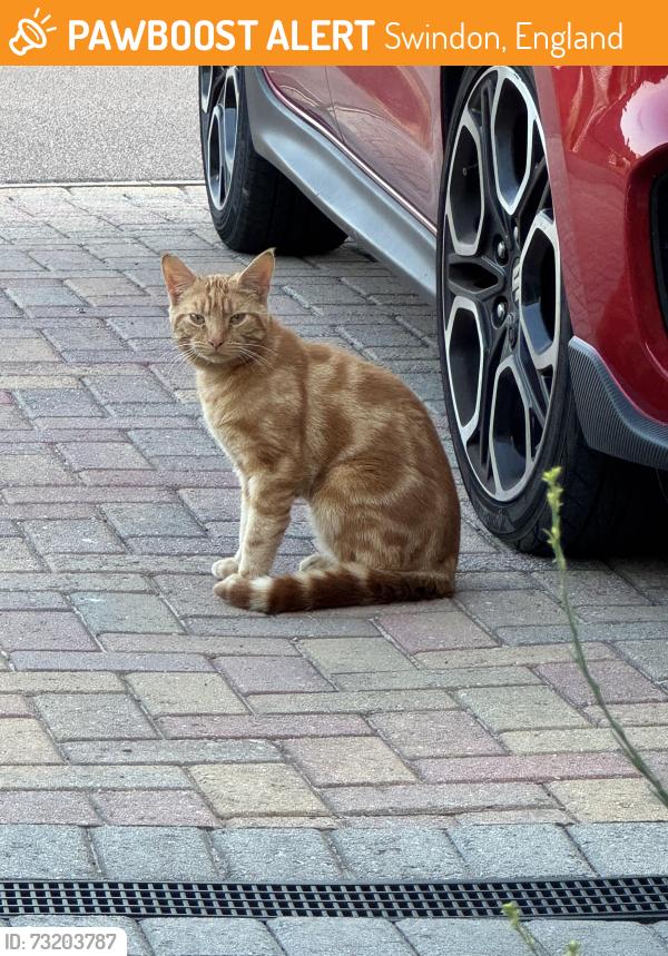 Found/Stray Male Cat last seen Queensfield Swindon, Swindon, England 
