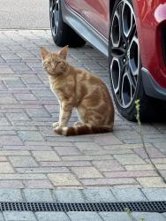 Found/Stray Male Cat last seen Queensfield Swindon, Swindon, England 