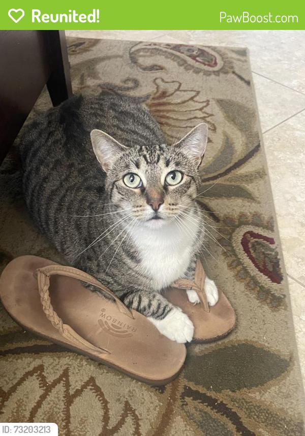 Reunited Female Cat last seen Escondido Hills, Escondido, CA 92026
