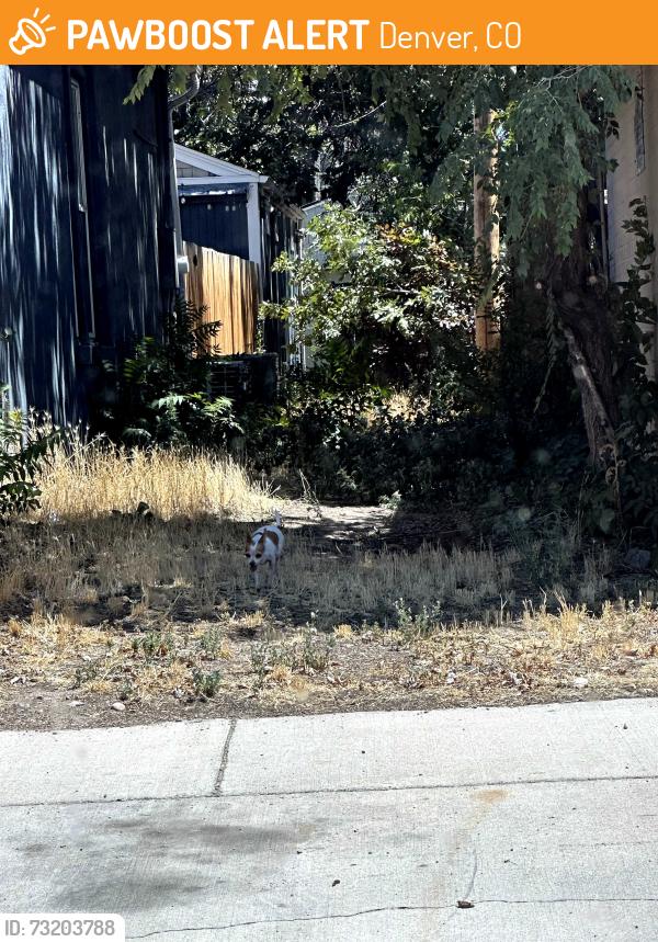 Found/Stray Unknown Dog last seen Santa Fe and 2nd Ave, Denver, CO 80223