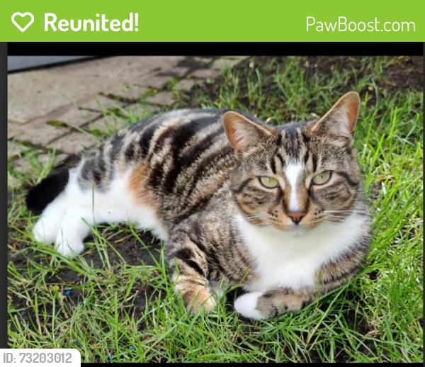 Reunited Male Cat last seen The YES estate on London Road, Hemingford Grey, England PE27 5DL