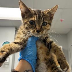 Shelter Stray Female Cat last seen , 328 Furman Hall Rd, Greenville, SC 29609, USA