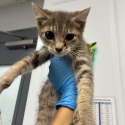 Shelter Stray Female Cat last seen , 328 Furman Hall Rd, Greenville, SC 29609, USA
