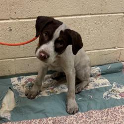 Shelter Stray Male Dog last seen , 2350 Appling City Cove, Memphis, TN 38133, USA