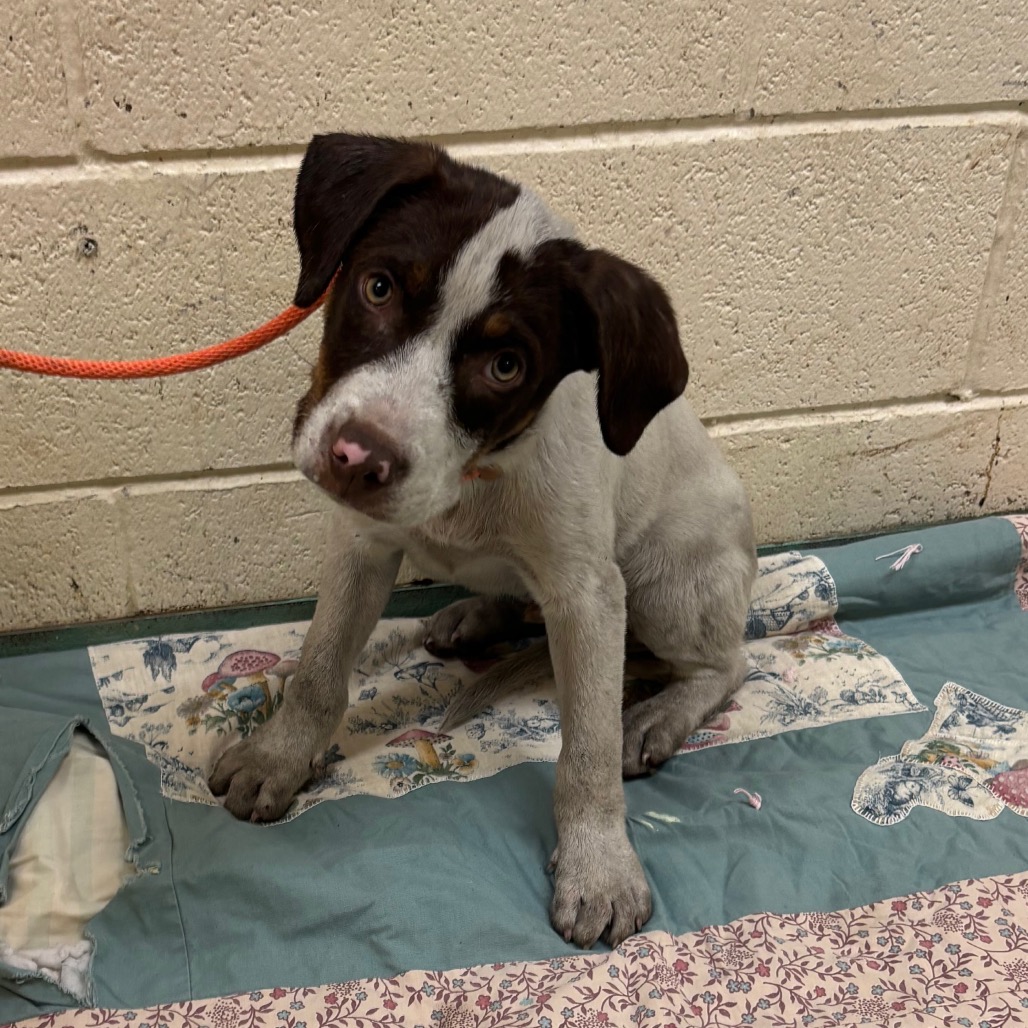 Shelter Stray Male Dog last seen , 2350 Appling City Cove, Memphis, TN 38133, USA