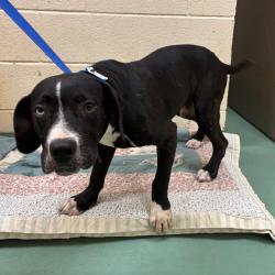 Shelter Stray Male Dog last seen , 2350 Appling City Cove, Memphis, TN 38133, USA