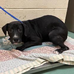 Shelter Stray Male Dog last seen , 2350 Appling City Cove, Memphis, TN 38133, USA