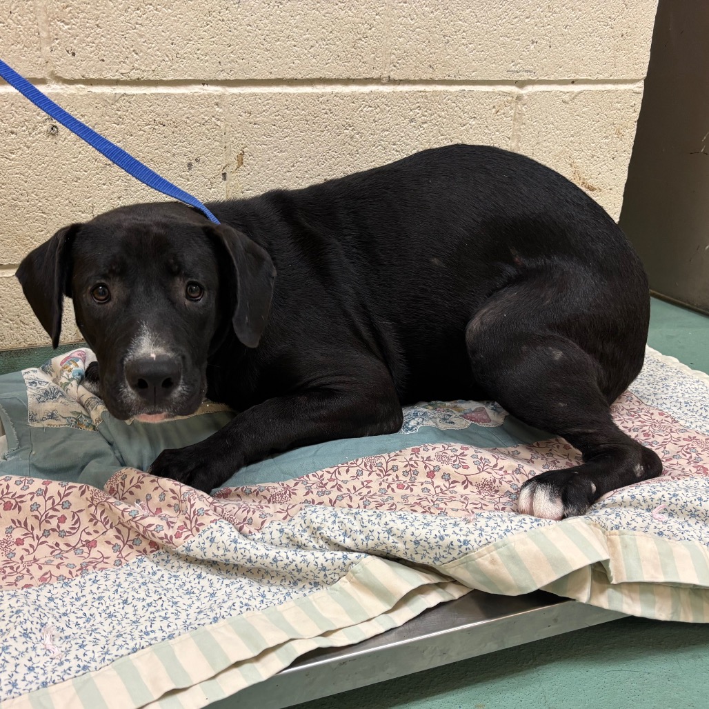 Shelter Stray Male Dog last seen , 2350 Appling City Cove, Memphis, TN 38133, USA