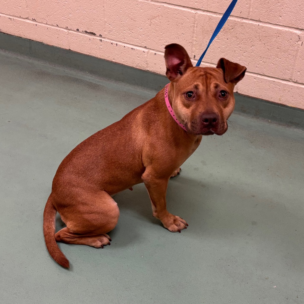 Shelter Stray Female Dog last seen , 2350 Appling City Cove, Memphis, TN 38133, USA