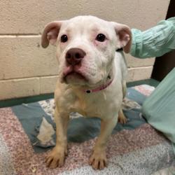 Shelter Stray Female Dog last seen , 2350 Appling City Cove, Memphis, TN 38133, USA
