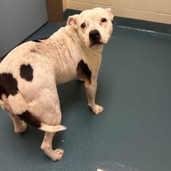 Shelter Stray Female Dog last seen , 2350 Appling City Cove, Memphis, TN 38133, USA