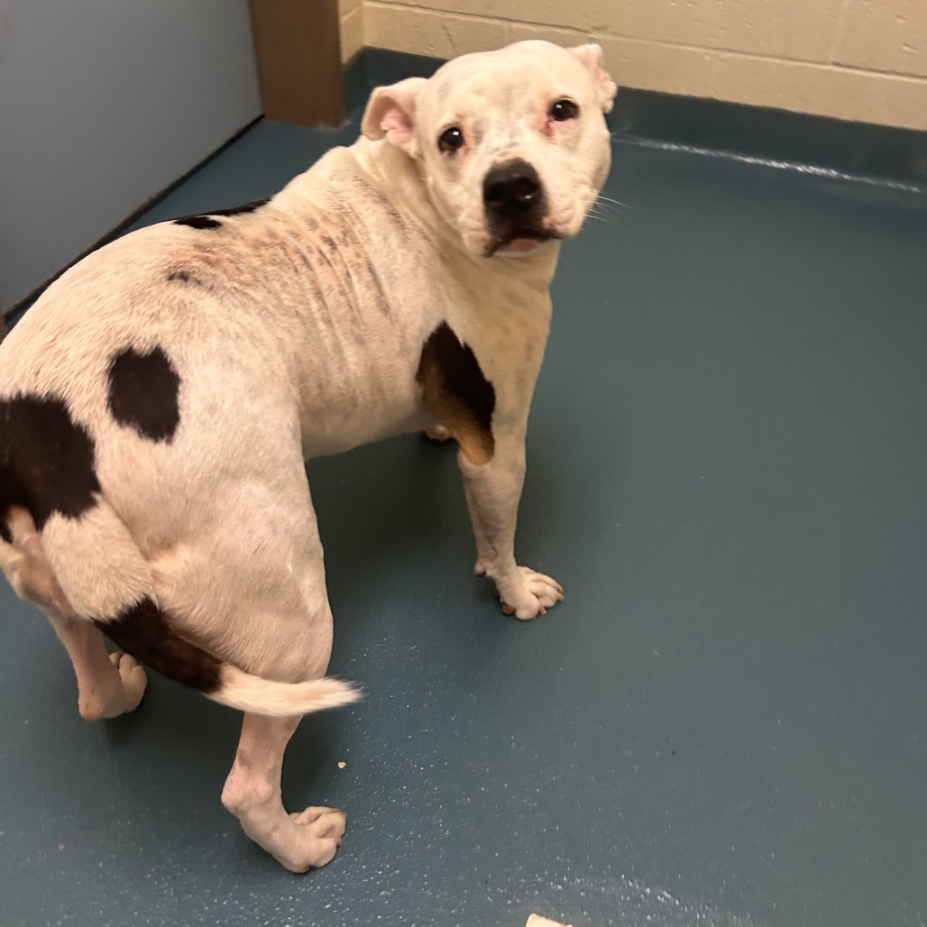 Shelter Stray Female Dog last seen , 2350 Appling City Cove, Memphis, TN 38133, USA