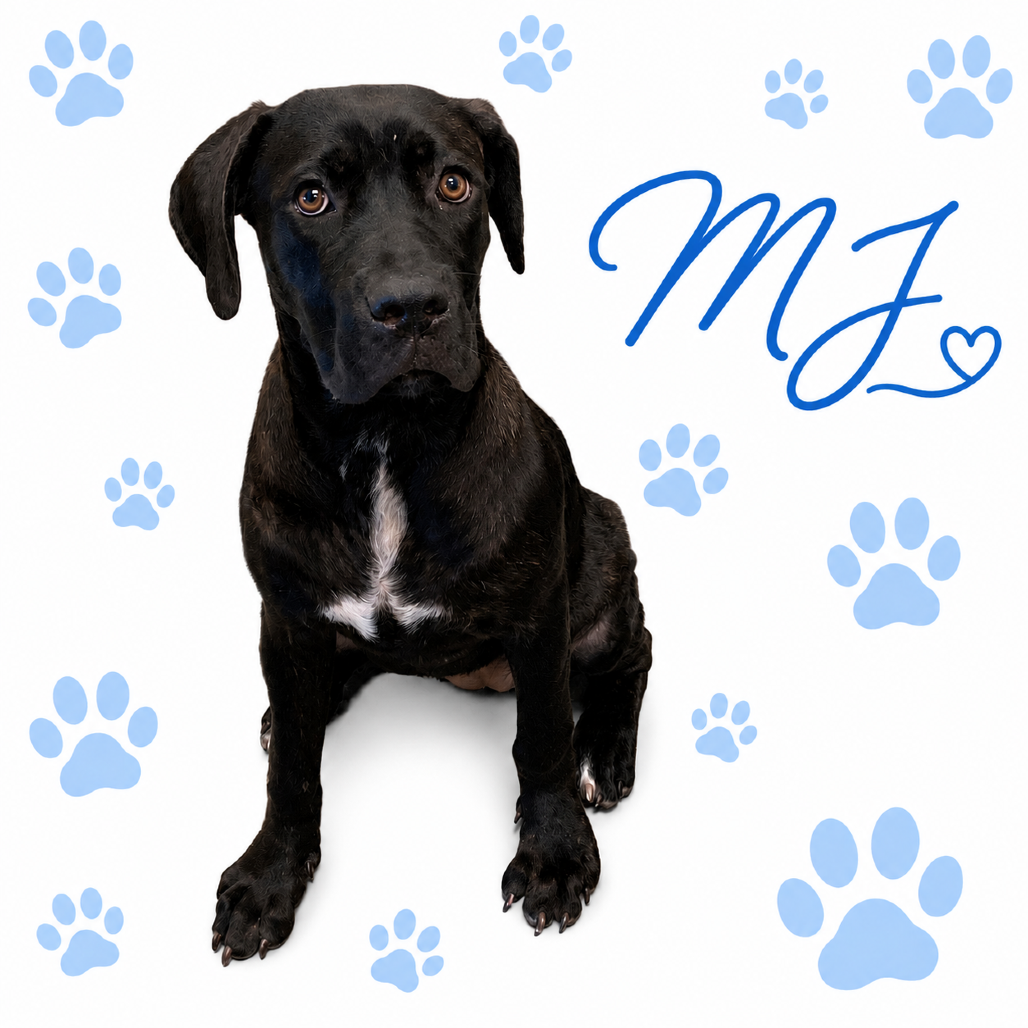 Shelter Stray Female Dog last seen , 2350 Appling City Cove, Memphis, TN 38133, USA