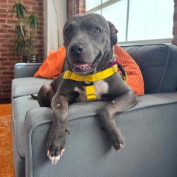 Shelter Stray Female Dog last seen , 361 S Raymond Ave, Pasadena, CA 91105, USA