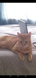 Lost Male Cat last seen Duncan Road wynberg, Cape Town, WC 7824