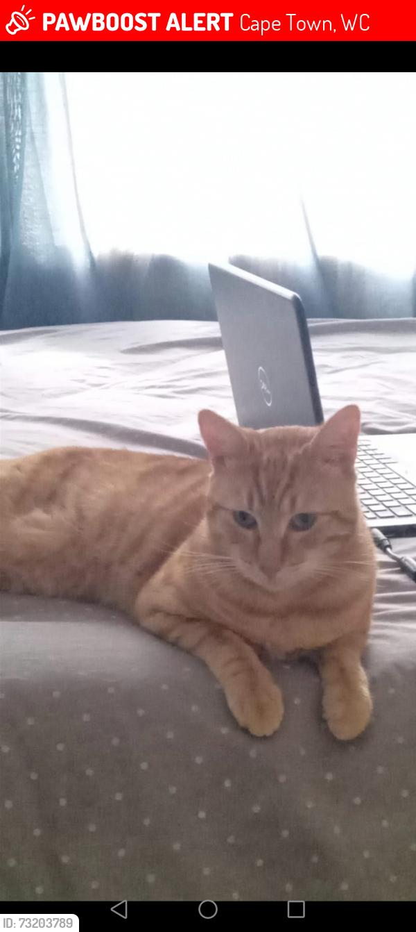 Lost Male Cat last seen Duncan Road wynberg, Cape Town, WC 7824