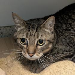 Shelter Stray Male Cat last seen , 361 S Raymond Ave, Pasadena, CA 91105, USA