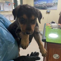 Shelter Stray Male Dog last seen , 361 S Raymond Ave, Pasadena, CA 91105, USA