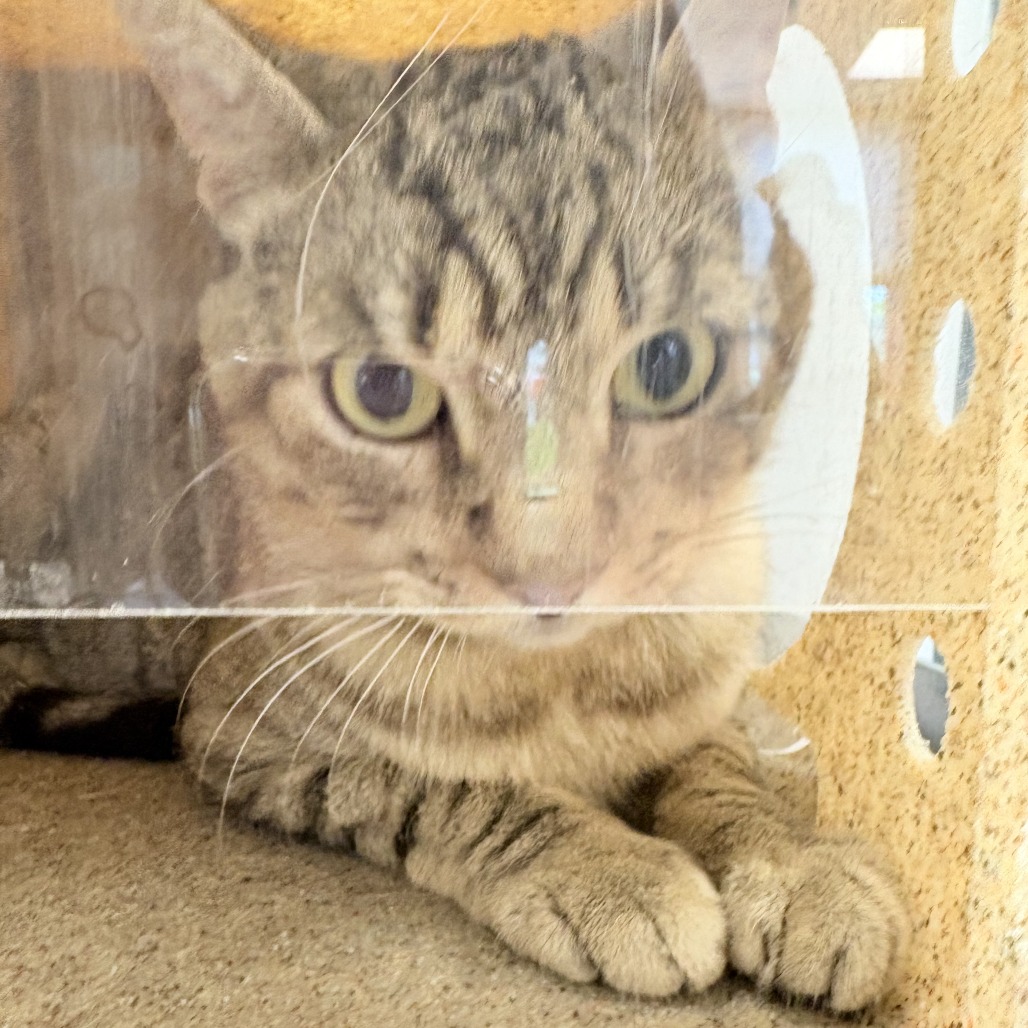 Shelter Stray Male Cat last seen , Animal Care & Control Team of Philly, 111 W Hunting Park Ave, Philadelphia, PA 19140, USA