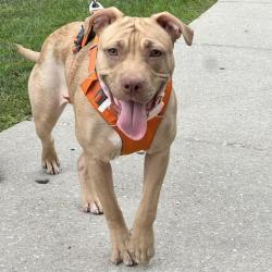 Shelter Stray Female Dog last seen , Animal Care & Control Team of Philly, 111 W Hunting Park Ave, Philadelphia, PA 19140, USA
