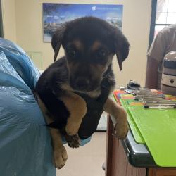 Shelter Stray Female Dog last seen , 361 S Raymond Ave, Pasadena, CA 91105, USA